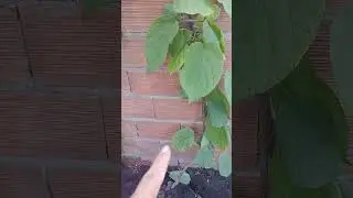 Mi planta de kiwi dió sus primeras flores