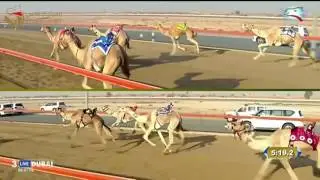 تأهيل الحول للقبائل- المرموم 29-10-2016 ص- ش6 عنيده لـ فهد بن طحنون الهاجري 9:39:5