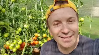 Дневник дачника часть 29