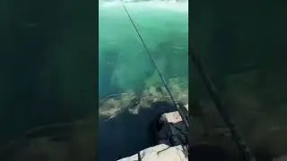 рыба хариус #рыбалка #shorts