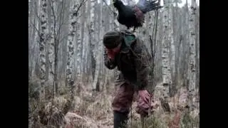 Глухарь, токующий на человеке
