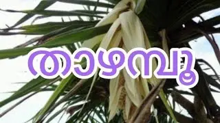 താഴമ്പൂ/Kewra flower/Pandanus flower
