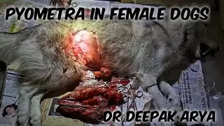 Pyometra in Female Dogs