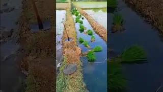 Amazing Rice Farming Techniques! 🤯
