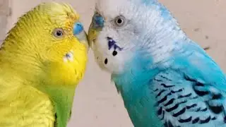 Love Birds | Australian Parrots | Budgies Breeding Pair | Budgies Family🦜🐦😘💕