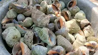 Big Sea Snails Cleaning