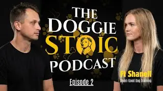 Play-Based Dog Training That Actually Works | Shanell from Damn Good Dog Training