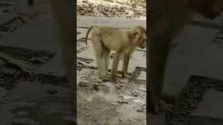 Young pigtail monkey drinks water from faucet #shorts