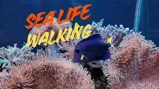 Sea Life Birmingham 🐠 quick tour 4K