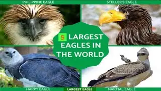 LARGEST EAGLES IN THE WOULD. #satisfying #history #eagles #amazing