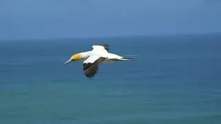 OCEAN FREEDOM-HD video, Wonderful , Smooth, Relaxing, Epic, Calm, ambient music, very peaceful music