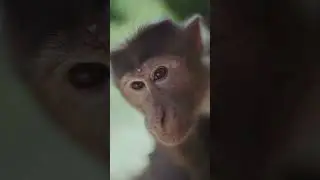 Monkey Funny Video Short Moments - Monkey Close Up