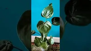 Alocasia Cucullata #alocasiavarieties #alocasia