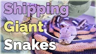 How to Ship Giant Snakes