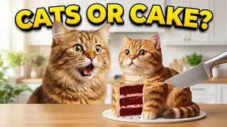 THE CAT: 