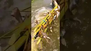 nakaka mangha ang paraan ng pag huli ng isda ng  isang lolo, kahit walang lambat😱
