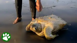 Turtle Trapped in Rope Gets Help Just in Time
