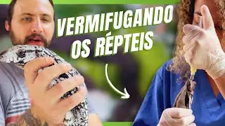 DIA DE CUIDADOS COM OS RÉPTEIS! | A CASA DOS BICHOS