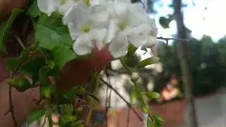 Pingo-de-Ouro/(Duranta erecta) L. [Leitura na Descri&ccedil;&atilde;o]#plantas