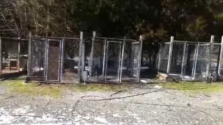LSK 2015 Kennel VIDEO