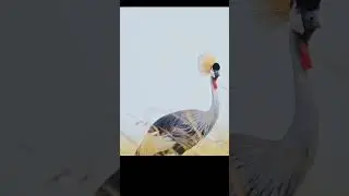 black crane bird, crane bird flying @timelesstalesanim #crane #crown #animalshorts #animallife