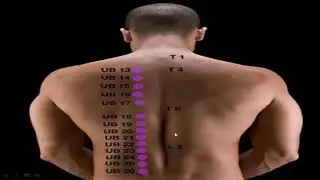 UB 19, UB 20, UB 21, Acupressure Points, learn Acupressure, Acupressure school