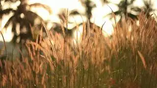 Plants in a field in spring, shallow focus shot   Free Stock Video