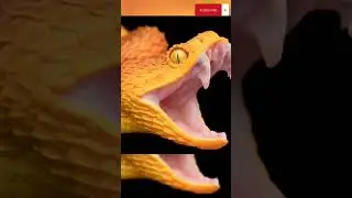 Golden Lancehead Viper Snake #shorts #viralshorts #viral #animal #viralvideo #snake #viral #fact