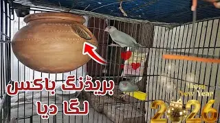 Java Finch Ko Breeding Box De Diya 🪺😍 Eggs Soon?