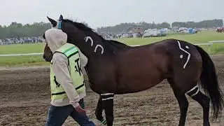 The Indian horse race Batoche
