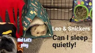 Daily life Style of Leo & Snickers 