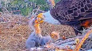 #130🦅NE32🐥13&deg; & NE33🐥11&deg;／NEFL 2025-2026／Gabby💗Beau／by American Eagle Foundation