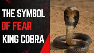 Symbol of fear The King Cobra #live snake