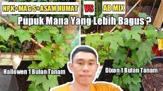 Bagus Mana Anggur Yang Dipupuk Npk Atau AB MIX❓🍇‼️❗