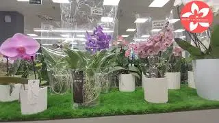 Orchid review in the Luxury Plants store in Moscow