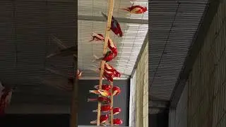 Rosella Rendezvous: Parrot Paradise for Bird Lovers 🦜🌺🌟