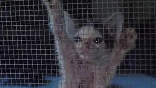 Animal Rescue Corps 