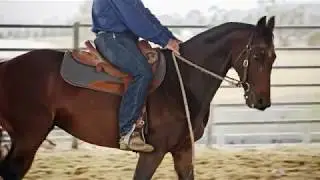 Steven Hart - Horsemanship   Part 5   Additional Riding Exercises 2017