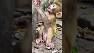 Wild Monkey Park. Cute little monkey. The puzzling behavior of monkeys. Love animals #12