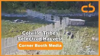 Corner Booth Media: Colville Tribes Selective Harvest