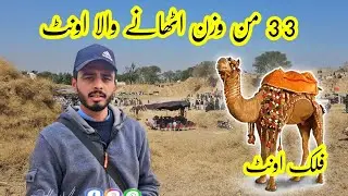 Camel Weightlifthing In Pakistan • Falak Camel . Camel Show • Hamza Jillani Vlog