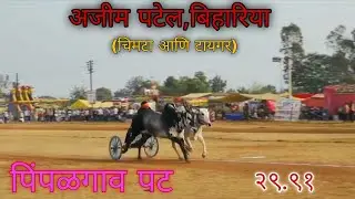 पिंपळगाव पट || चिमटा टायगर बैलजोडी रेस || अजीम पटेल बिहारिया......