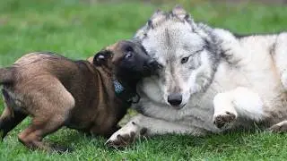 A wolfdog named Skuld and two cheerful Belgian Shepherd puppies