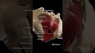 Pelvic floor muscles #drt #anatomy #paramedicaleducation #pelvicmuscles