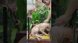 Baby Monkey Hanging Out with Cute Animal Pals #monkey #cutemonkey #monkeyshorts #animals #shorts