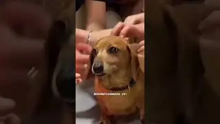 Se me avalancha #meme #humor #fun #funnny #perrito #minas #perros #