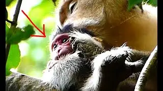 Alpha monkey Tara stays up in the high tree to keep her newborn baby Tyson get enough rest away
