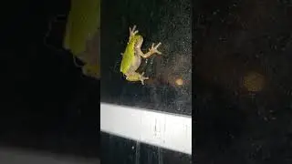 Baby Tree Frog #baby #tree #frog #treefrog #amphibian #reptile #green  #kermit #frogman #froglove