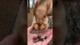 Снежкины орехи кто-то забрал 🐿 Snezhka didn't find her nuts