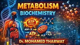 Metabolism - Protein metabolism important  revision
